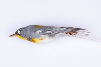 Media type: image;   Ornithology 211628 Description: Parula americana;  Aspect: lateral